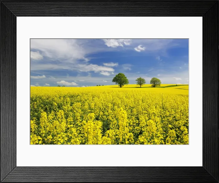 Framed Print : lime trees in flowering rape field in spring, Saxony, Germany, Europe Framed Print : lime trees in flowering rape field in spring, Saxony, Germany, Europe