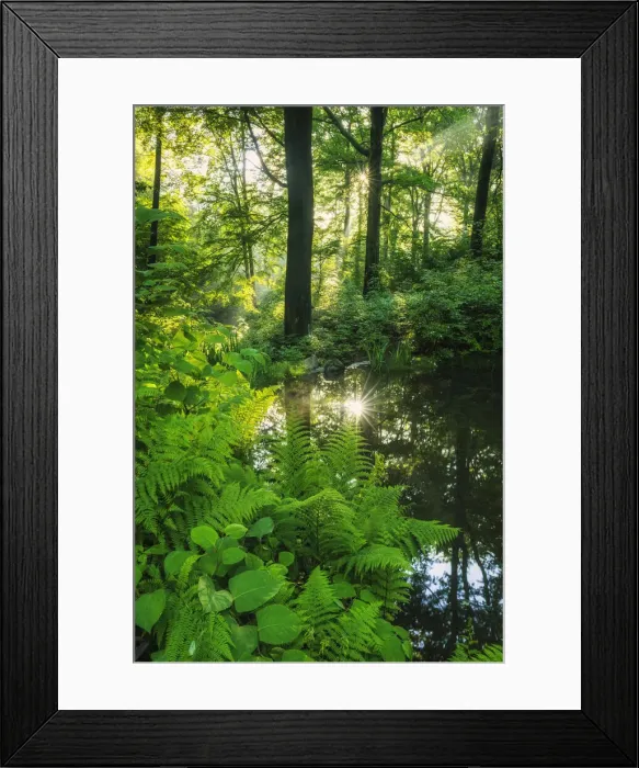 Framed Print : Natural beech forest in spring, Saxony, Germany, Europe Framed Print : Natural beech forest in spring, Saxony, Germany, Europe