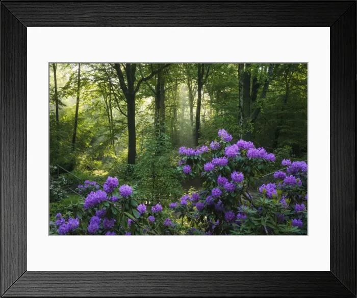 Framed Print : flowering rhododendron in beech forest in spring, Saxony, Germany, Europe Framed Print : flowering rhododendron in beech forest in spring, Saxony, Germany, Europe