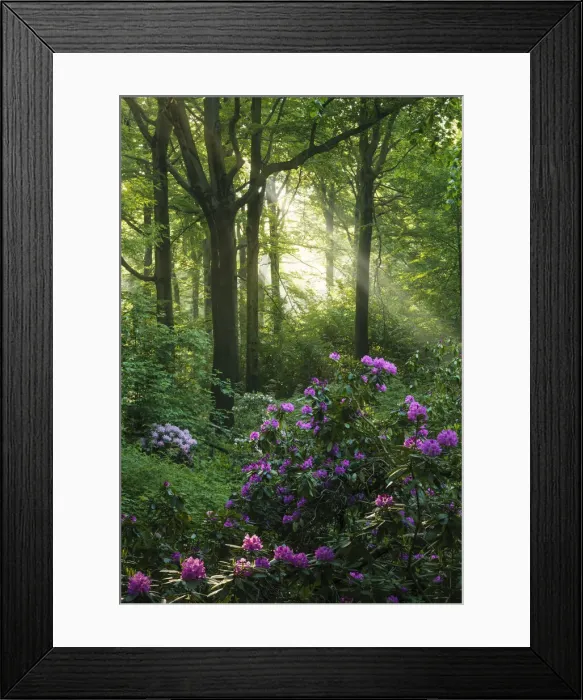 Framed Print : flowering rhododendron in beech forest in spring, Saxony, Germany, Europe Framed Print : flowering rhododendron in beech forest in spring, Saxony, Germany, Europe