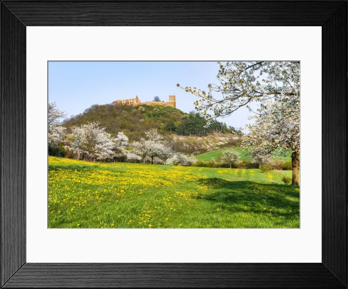 Framed Print : Flowering Orchard with Gleichen Castle part of the medieval castle ensemble Drei Gleichen Framed Print : Flowering Orchard with Gleichen Castle part of the medieval castle ensemble Drei Gleichen