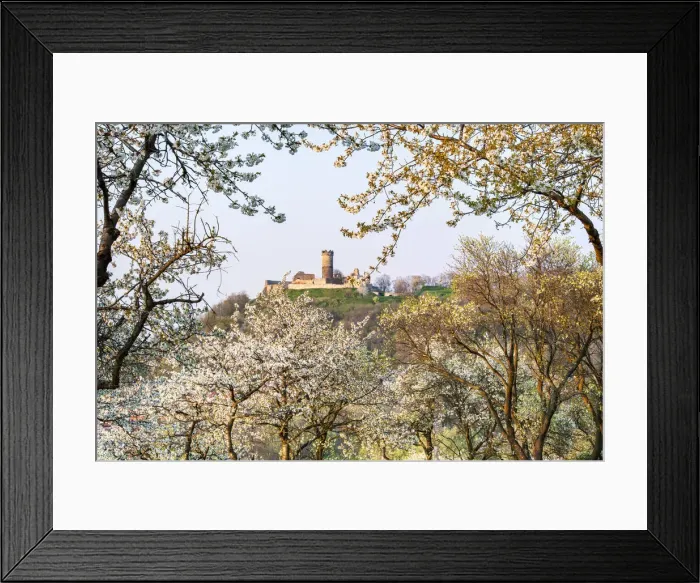 Framed Print : Flowering Orchard with MAohlburg Castle part of the medieval castle ensemble Drei Framed Print : Flowering Orchard with MAohlburg Castle part of the medieval castle ensemble Drei