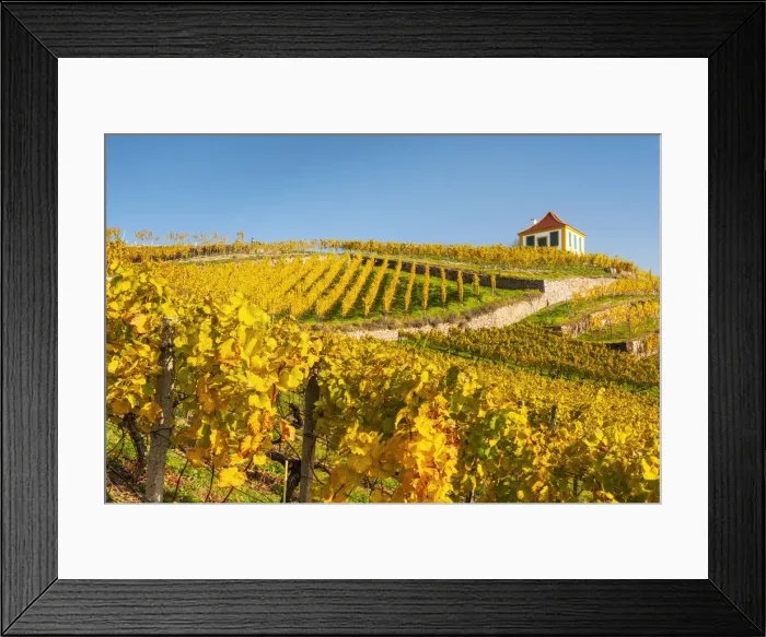 Framed Print : Vineyard in the Elbe Valley at Diesbar-Seusslitz Castle, Diesbar-Seusslitz Framed Print : Vineyard in the Elbe Valley at Diesbar-Seusslitz Castle, Diesbar-Seusslitz
