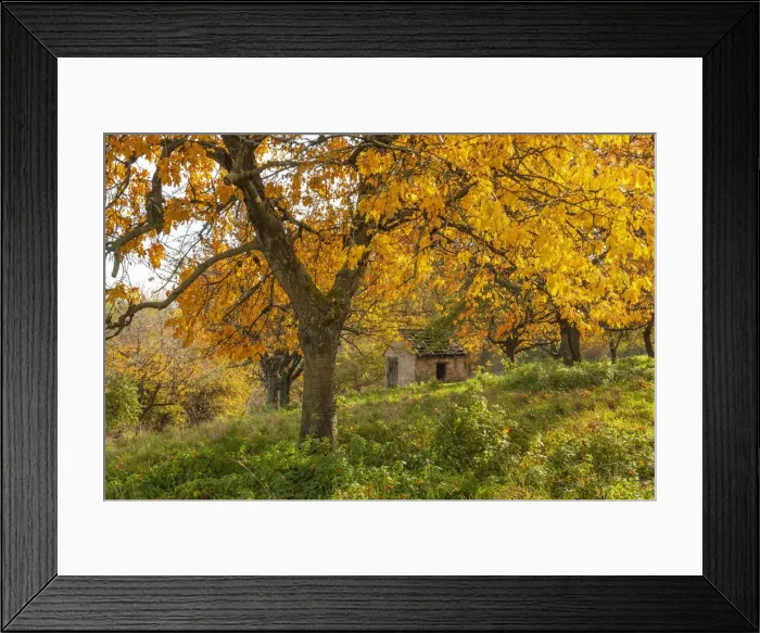 Framed Print : Autumnal cherry trees in orchard, Thuringia, Germany, Europe Framed Print : Autumnal cherry trees in orchard, Thuringia, Germany, Europe