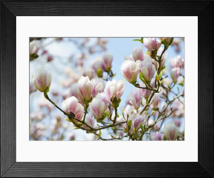 Framed Print : Chinese Magnolia (Magnolia -- soulangeana), twigs with flowers, Dessau-Woerlitzer Gartenreich, Unesco World Heritage, Saxony-Anhalt, Germany