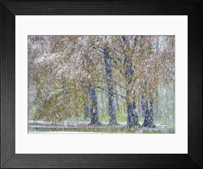 Framed Print : Beech tree with freshly fallen snowflakes in spring, Saxony, Germany, Europe Framed Print : Beech tree with freshly fallen snowflakes in spring, Saxony, Germany, Europe