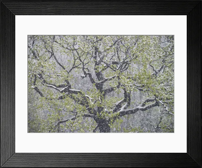 Framed Print : oak tree with freshly fallen snowflakes in spring, Saxony, Germany, Europe Framed Print : oak tree with freshly fallen snowflakes in spring, Saxony, Germany, Europe