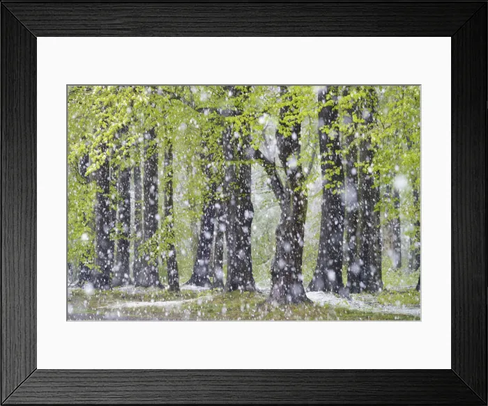Framed Print : Beech forest with freshly fallen snowflakes in spring, Saxony, Germany, Europe Framed Print : Beech forest with freshly fallen snowflakes in spring, Saxony, Germany, Europe