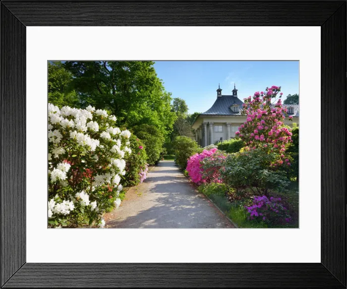 Framed Print : Pillnitz castlle and palace garden with Rhododendron, English garden, Dresden, Saxony