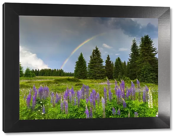 Rainbow over blomming lupine meadow, Erzgebirge, Ore Mountains, Saxony, Germany, Europe