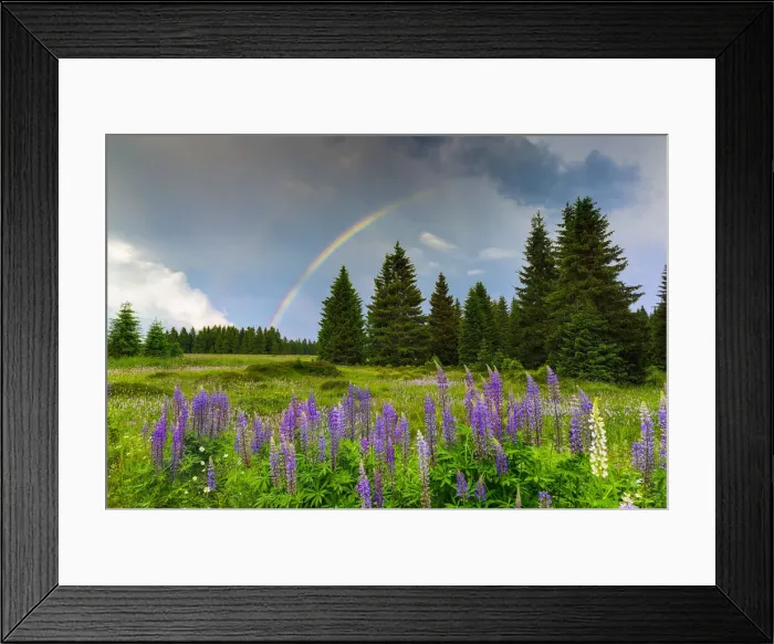 Framed Print : Rainbow over blomming lupine meadow, Erzgebirge, Ore Mountains, Saxony, Germany, Europe Framed Print : Rainbow over blomming lupine meadow, Erzgebirge, Ore Mountains, Saxony, Germany, Europe