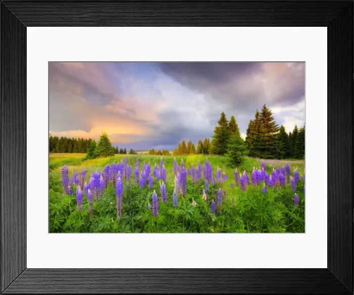 Framed Print : Dramatic sky over blomming lupine meadow, Erzgebirge, Ore Mountains, Saxony, Germany Framed Print : Dramatic sky over blomming lupine meadow, Erzgebirge, Ore Mountains, Saxony, Germany