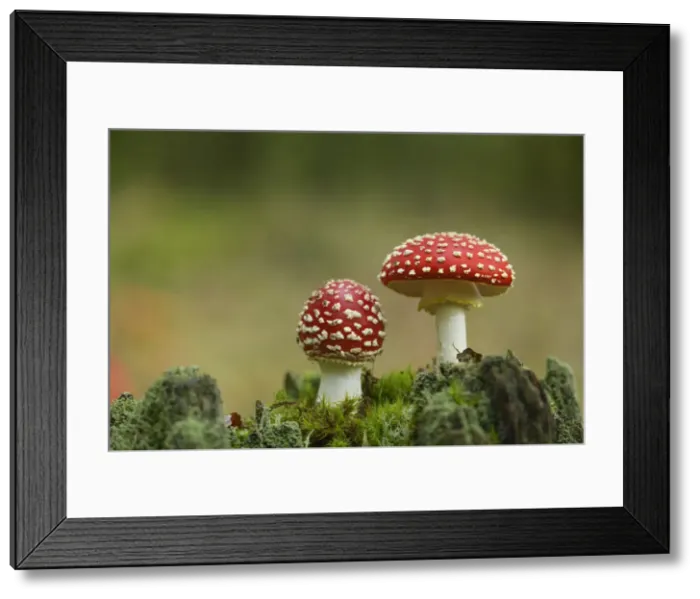 Framed Print : Fly agaric, Amanita muscaria. Poisonous fungus, Palatinate Forest, Rhineland-Palatinate Framed Print : Fly agaric, Amanita muscaria. Poisonous fungus, Palatinate Forest, Rhineland-Palatinate