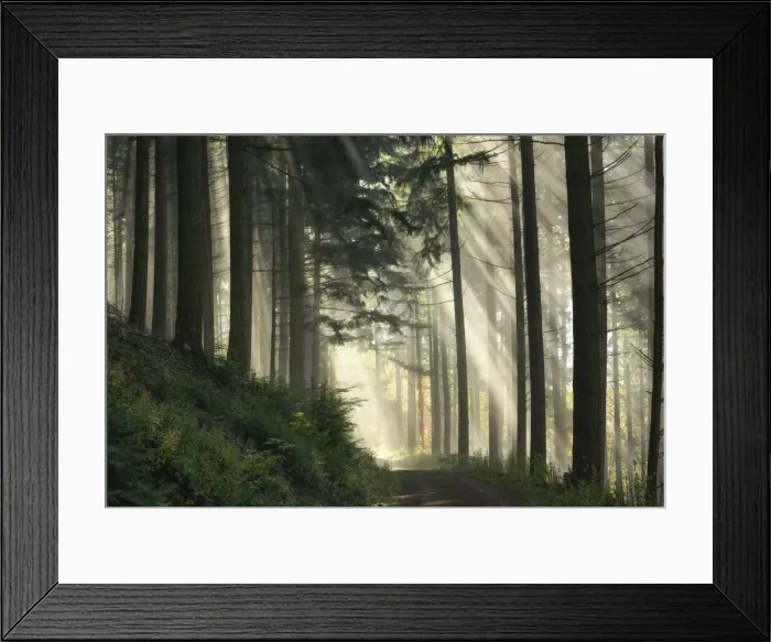 Framed Print : Light flooded spruce forest, Black Forest National Park, Black Forest, Baden-Wuerttemberg, Germany, Europe Framed Print : Light flooded spruce forest, Black Forest National Park, Black Forest, Baden-Wuerttemberg, Germany, Europe