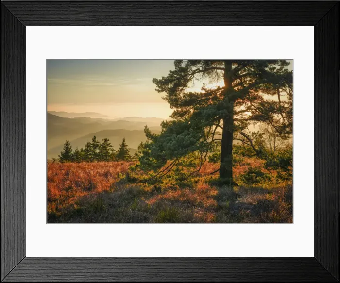 Framed Print : Pine at Schliffkopf, Black Forest National Park, Black Forest, Baden-Wuerttemberg, Germany, Europe Framed Print : Pine at Schliffkopf, Black Forest National Park, Black Forest, Baden-Wuerttemberg, Germany, Europe