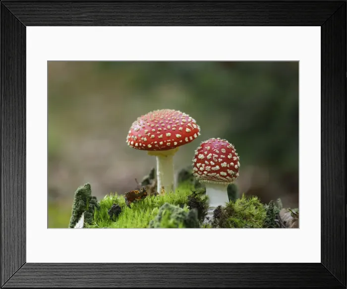 Framed Print : Fly agaric, Amanita muscaria. Poisonous fungus, Palatinate Forest, Rhineland-Palatinate Framed Print : Fly agaric, Amanita muscaria. Poisonous fungus, Palatinate Forest, Rhineland-Palatinate