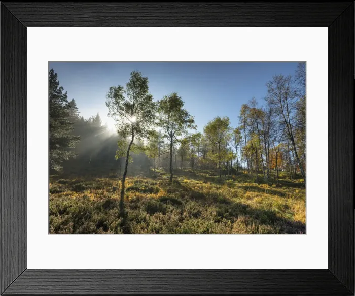 Framed Print : Light flooded trees at Schliffkopf, Black Forest National Park, Black Forest, Baden-Wuerttemberg, Germany, Europe Framed Print : Light flooded trees at Schliffkopf, Black Forest National Park, Black Forest, Baden-Wuerttemberg, Germany, Europe