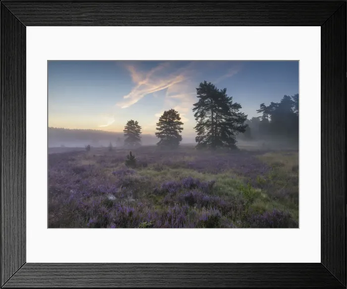 Framed Print : Morning light with blooming heathland (Calluna vulgaris Framed Print : Morning light with blooming heathland (Calluna vulgaris