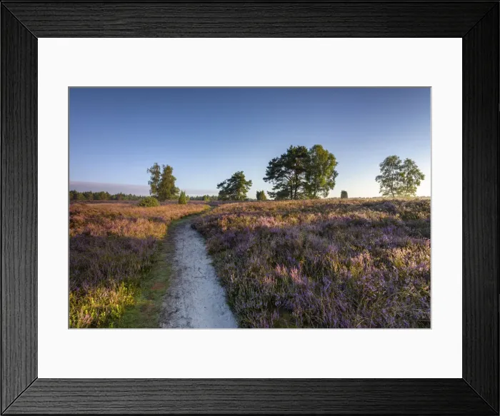 Framed Print : Hiking trail through blooming heathland (Calluna vulgaris Framed Print : Hiking trail through blooming heathland (Calluna vulgaris