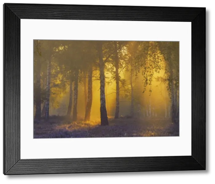 Framed Print : Sunlight-flooded birch forest in blooming heathland (Calluna vulgaris)