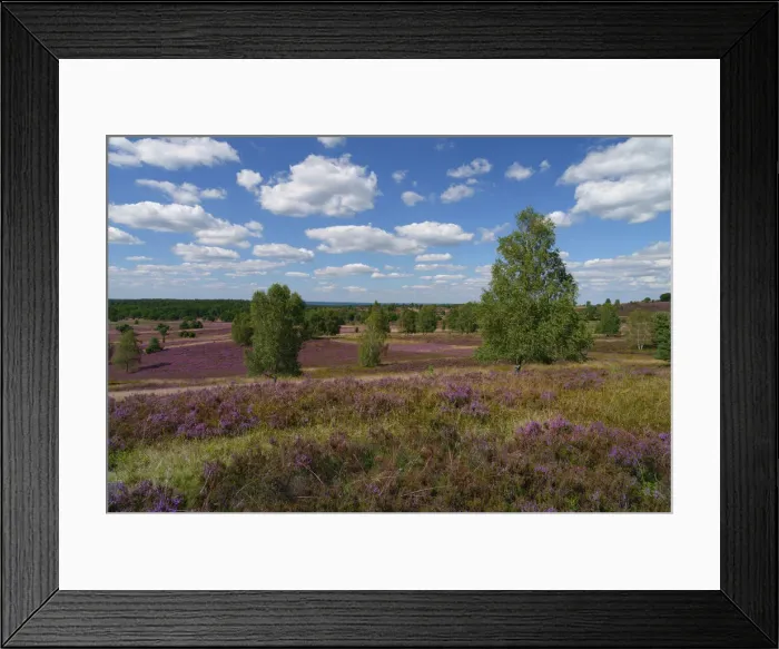 Framed Print : Blooming heathland (Calluna vulgaris) in the Lueneburg Heath in Lower Saxony, Germany Framed Print : Blooming heathland (Calluna vulgaris) in the Lueneburg Heath in Lower Saxony, Germany