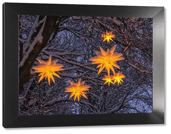 Christmas stars on a tree, winter, Seiffen, Ore Mountains, Saxony, Germany, Europe