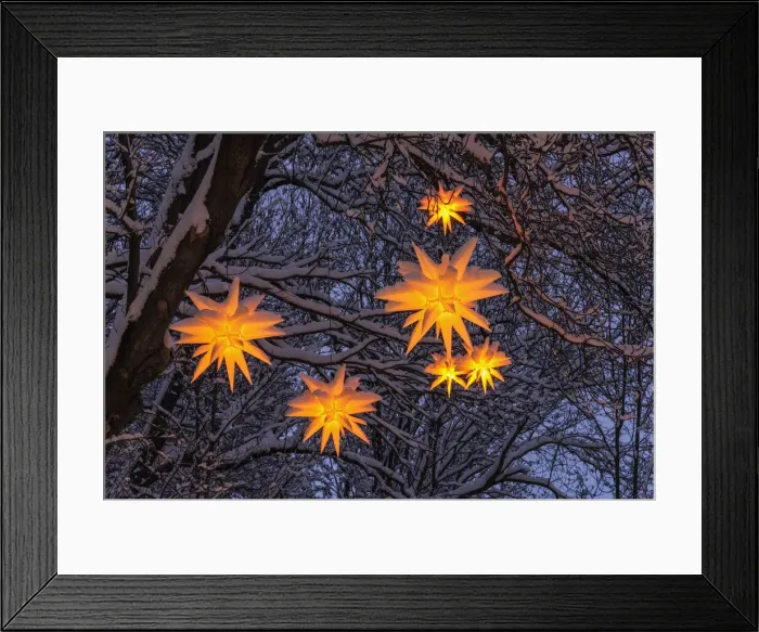 Framed Print : Christmas stars on a tree, winter, Seiffen, Ore Mountains, Saxony, Germany, Europe