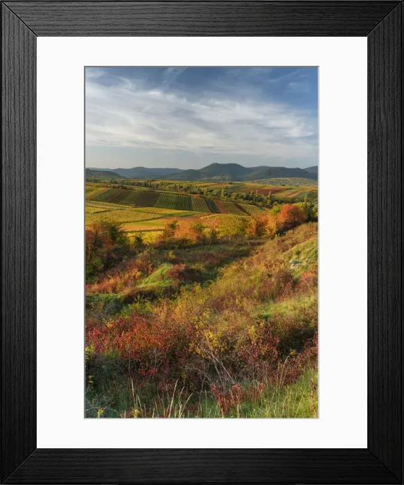 Framed Print : Wide view over beautiful colored vineyards in autumn, Landau, Southern Wine route, South Palatine, Rhineland-Palatine, Germany Framed Print : Wide view over beautiful colored vineyards in autumn, Landau, Southern Wine route, South Palatine, Rhineland-Palatine, Germany