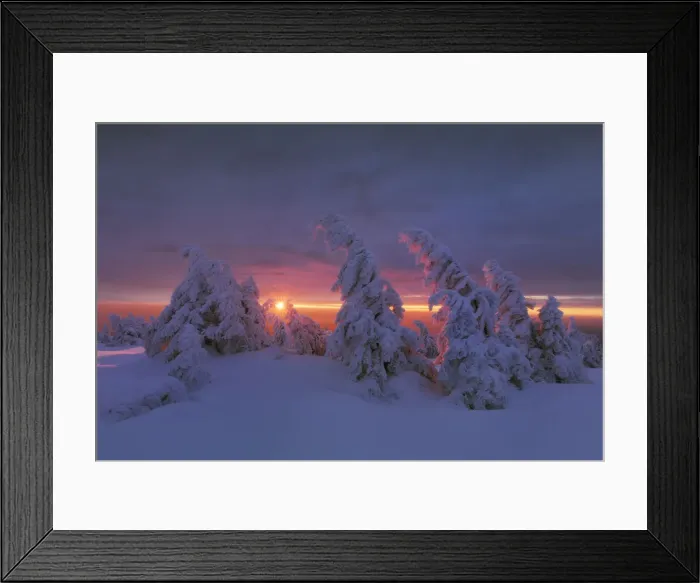 Framed Print : Snow-covered spruces on the summit of Brocken (1142m) in the morning light, Brocken