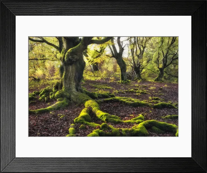 Framed Print : Old Hute beech in autumn, Common beech (Fagus sylvatica) Hutewald Halloh Framed Print : Old Hute beech in autumn, Common beech (Fagus sylvatica) Hutewald Halloh