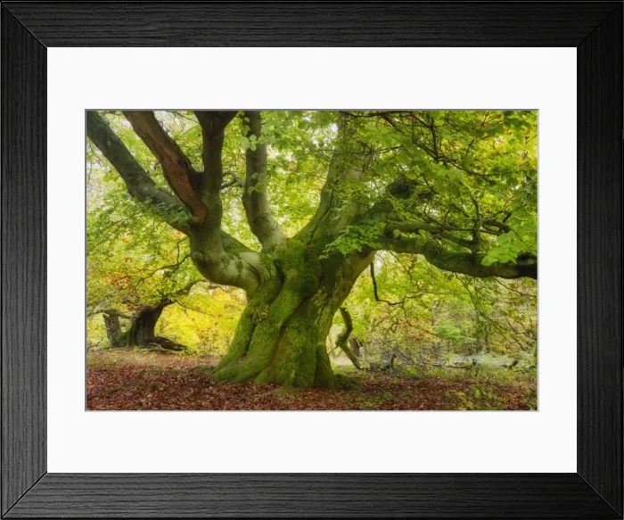 Framed Print : Old Hute beech in autumn, Common beech (Fagus sylvatica) Hutewald Halloh Framed Print : Old Hute beech in autumn, Common beech (Fagus sylvatica) Hutewald Halloh