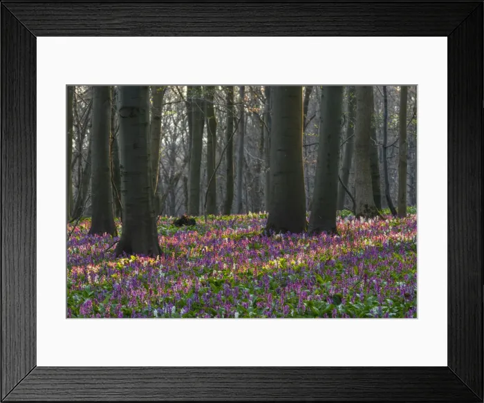 Framed Print : Hollow larkspur (Corydalis cava), blooming, Hainich National Park, Thuringia, Germany, Europe Framed Print : Hollow larkspur (Corydalis cava), blooming, Hainich National Park, Thuringia, Germany, Europe
