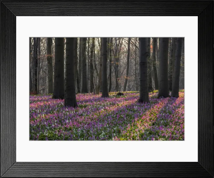 Framed Print : Hollow larkspur (Corydalis cava), blooming, Hainich National Park, Thuringia, Germany, Europe Framed Print : Hollow larkspur (Corydalis cava), blooming, Hainich National Park, Thuringia, Germany, Europe