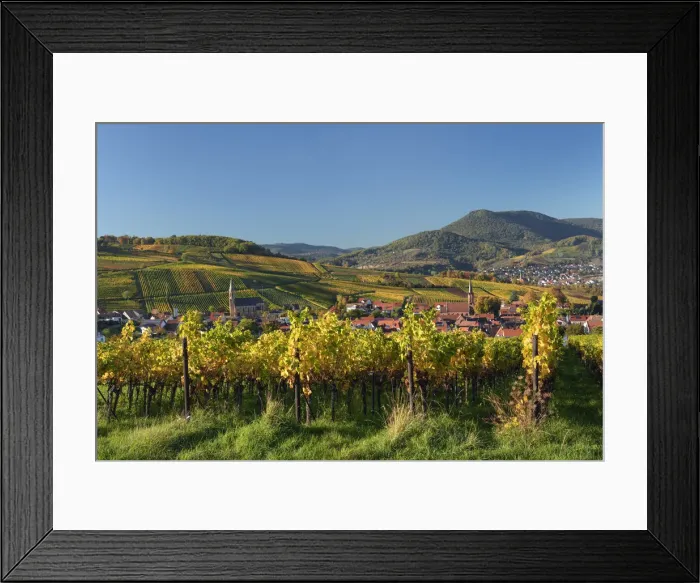 Framed Print : Colored vineyards in autumn near Birkweiler, Southern Wine route, South Palatine, Rhineland-Palatine, Germany Framed Print : Colored vineyards in autumn near Birkweiler, Southern Wine route, South Palatine, Rhineland-Palatine, Germany