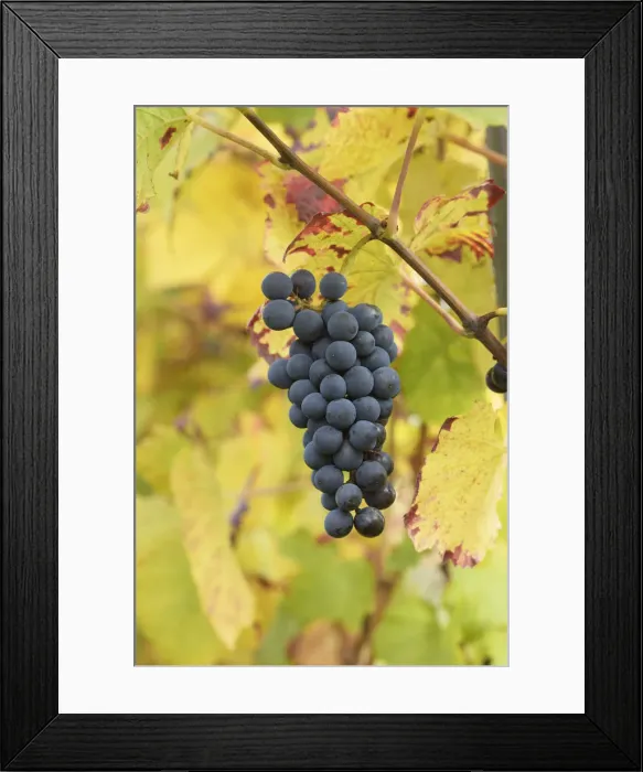 Framed Print : Detail of vine with red grapes, Landau, Southern Wine route, South Palatine, Rhineland-Palatine, Germany Framed Print : Detail of vine with red grapes, Landau, Southern Wine route, South Palatine, Rhineland-Palatine, Germany