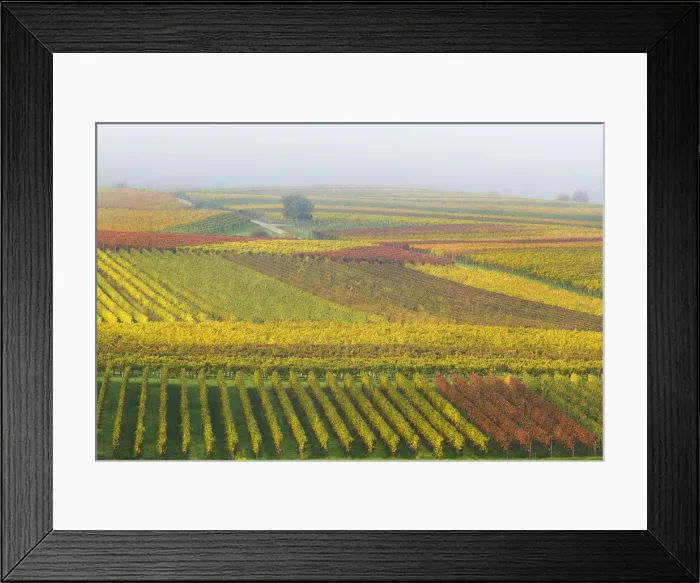 Framed Print : Colorful vineyards in autumn, Landau, Southern Wine route, South Palatine, Rhineland-Palatine, Germany Framed Print : Colorful vineyards in autumn, Landau, Southern Wine route, South Palatine, Rhineland-Palatine, Germany