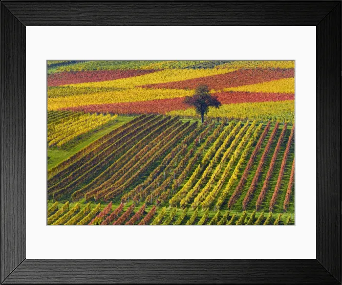 Framed Print : Tree in colorful vineyards in autumn, Landau, Southern Wine route, South Palatine, Rhineland-Palatine, Germany Framed Print : Tree in colorful vineyards in autumn, Landau, Southern Wine route, South Palatine, Rhineland-Palatine, Germany