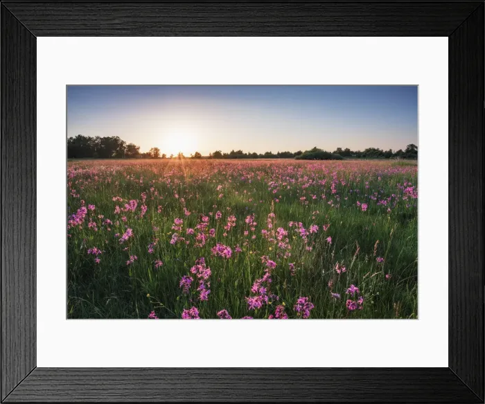 Framed Print : Wet meadow with Ragged Robin (Lychnis flos-cuculi) in the Bavarian Rhoen Framed Print : Wet meadow with Ragged Robin (Lychnis flos-cuculi) in the Bavarian Rhoen