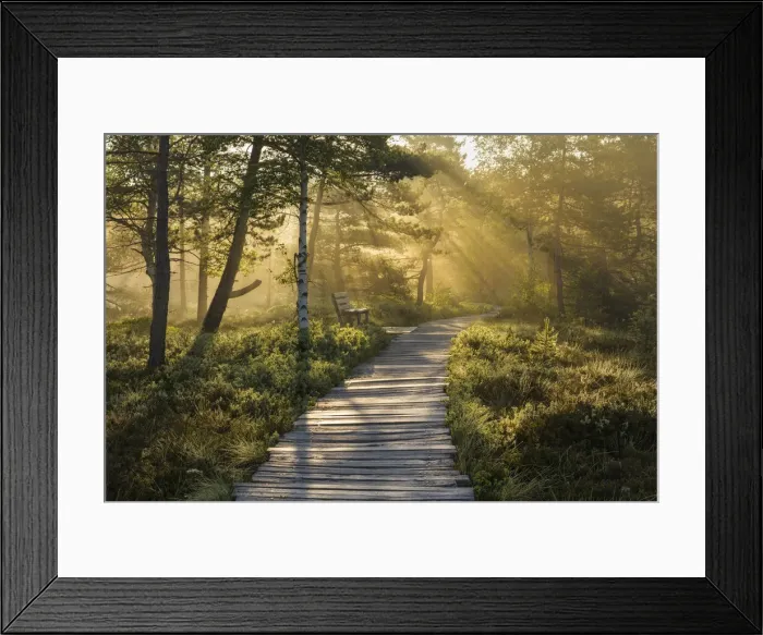 Framed Print : Boardwalk in the Black Moor flooded with light, Bavarian Rhoen Framed Print : Boardwalk in the Black Moor flooded with light, Bavarian Rhoen