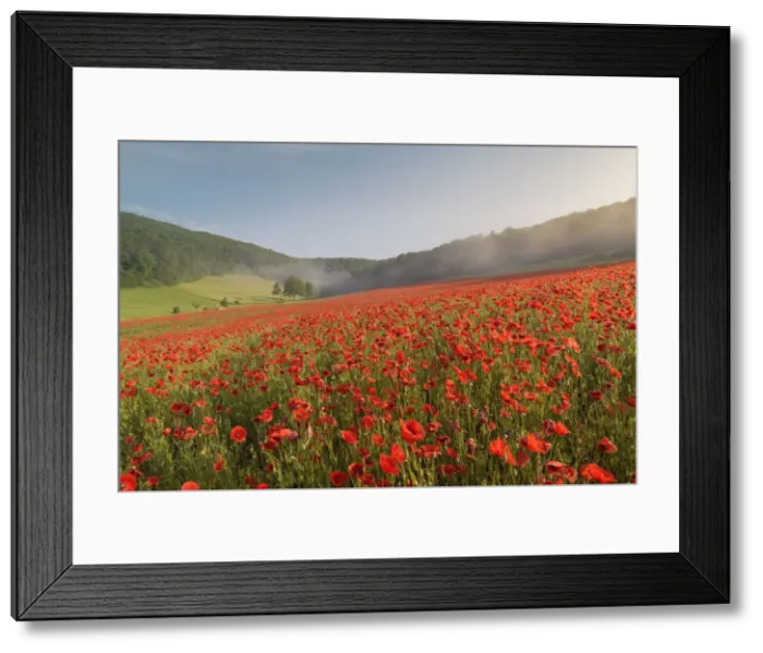 Framed Print : Field of Red poppy (Papaver rhoeas) in the Thuringian Rhoen Framed Print : Field of Red poppy (Papaver rhoeas) in the Thuringian Rhoen