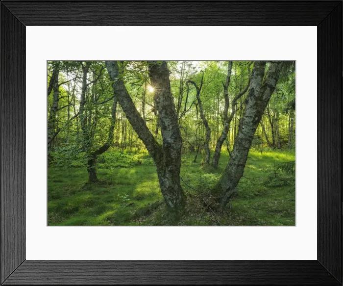 Framed Print : Birch forest at Unesco Biosphere reserve Rhoen, Rhoen, Bavaria, Germany