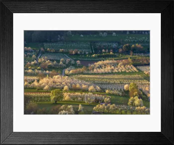 Framed Print : Blossoming cherry trees, Obereggenen, Markgraeflerland, Black Forest, Baden-Wurttemberg, Germany, Europe