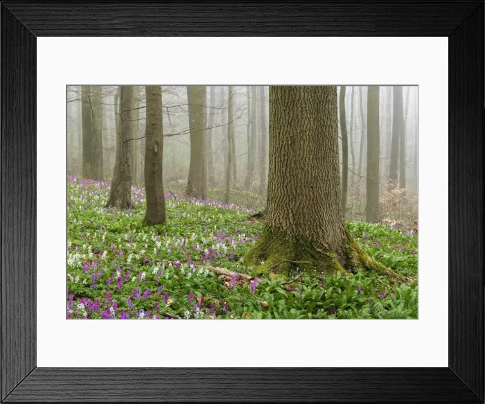 Framed Print : Hollow larkspur (Corydalis cava), blooming, Hainich National Park, Thuringia, Germany, Europe Framed Print : Hollow larkspur (Corydalis cava), blooming, Hainich National Park, Thuringia, Germany, Europe