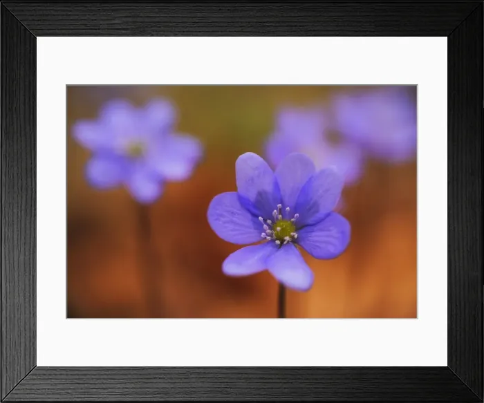 Framed Print : Kidneywort, Liverwort or Pennywort (Hepatica nobilis), Hainich National Park, Thuringia, Germany Framed Print : Kidneywort, Liverwort or Pennywort (Hepatica nobilis), Hainich National Park, Thuringia, Germany