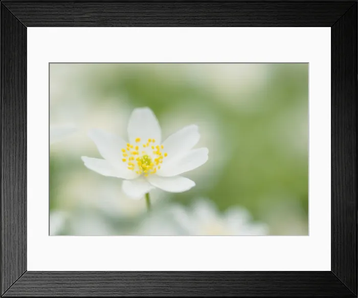 Framed Print : Wood Anemone (Wood anemones nemorosa), Hainich National Park, Thuringia, Germany Framed Print : Wood Anemone (Wood anemones nemorosa), Hainich National Park, Thuringia, Germany