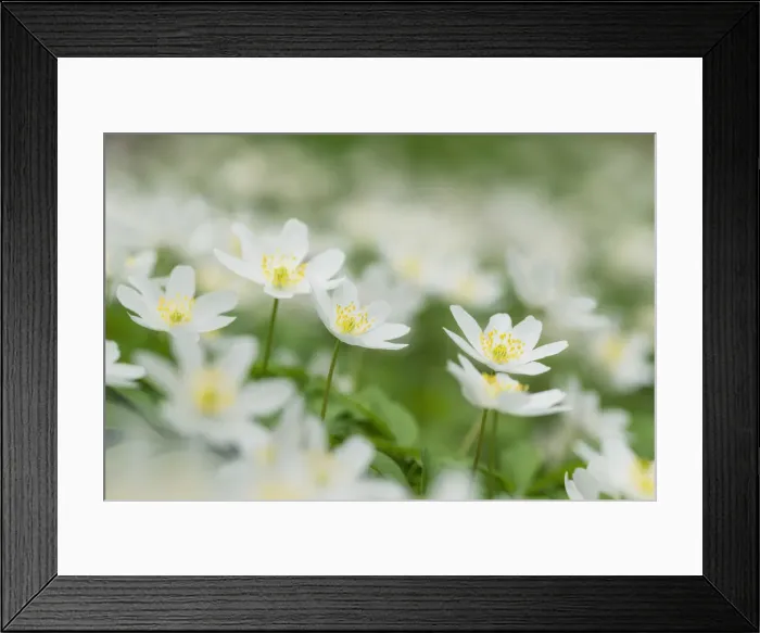 Framed Print : Wood Anemone (Wood anemones nemorosa), Hainich National Park, Thuringia, Germany Framed Print : Wood Anemone (Wood anemones nemorosa), Hainich National Park, Thuringia, Germany
