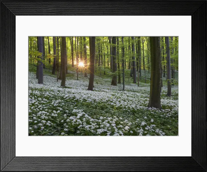 Framed Print : Beech forest with blooming wild garlic (Allium ursinum), Hainich National Park, Thuringia Framed Print : Beech forest with blooming wild garlic (Allium ursinum), Hainich National Park, Thuringia