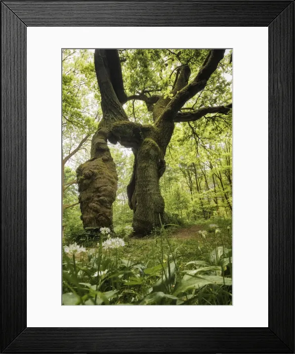 Framed Print : Old oak tree - Betteleiche and wild garlic blossoms, ramsons, allium ursinum, Hainich National Park, Thuringia, Germany Framed Print : Old oak tree - Betteleiche and wild garlic blossoms, ramsons, allium ursinum, Hainich National Park, Thuringia, Germany