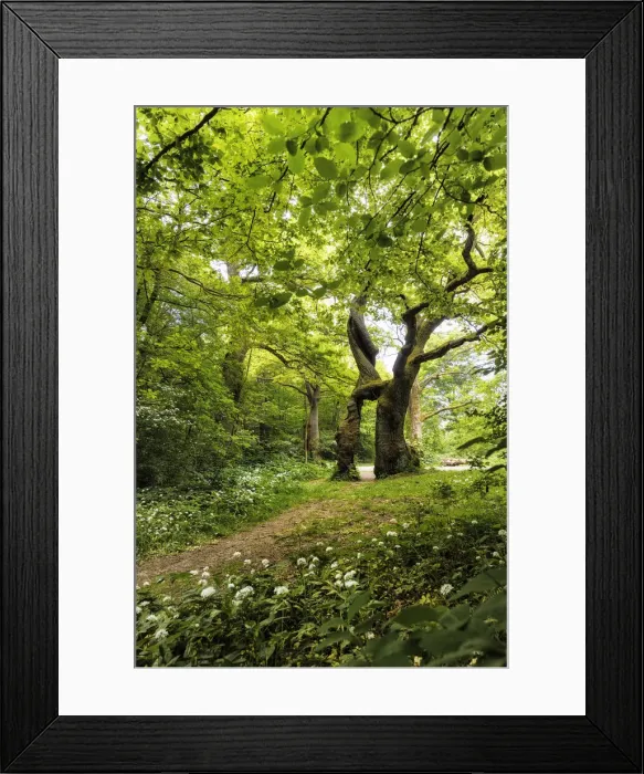 Framed Print : Old oak tree - Betteleiche and wild garlic blossoms, ramsons, allium ursinum, Hainich National Park, Thuringia, Germany Framed Print : Old oak tree - Betteleiche and wild garlic blossoms, ramsons, allium ursinum, Hainich National Park, Thuringia, Germany