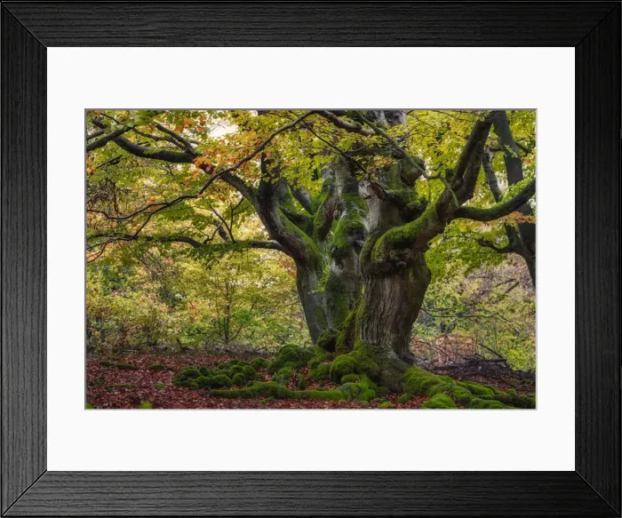 Framed Print : Old Hute beech in autumn, Common beech (Fagus sylvatica) Hutewald Halloh Framed Print : Old Hute beech in autumn, Common beech (Fagus sylvatica) Hutewald Halloh